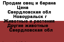 Продам овец и барана › Цена ­ 6 000 - Свердловская обл., Новоуральск г. Животные и растения » Другие животные   . Свердловская обл.